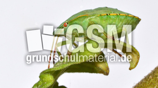 Grüne Stinkwanze_5.jpg